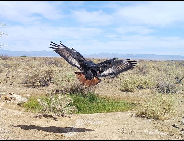 179HA FARM FOR SALE IN CALVINIA RURAL